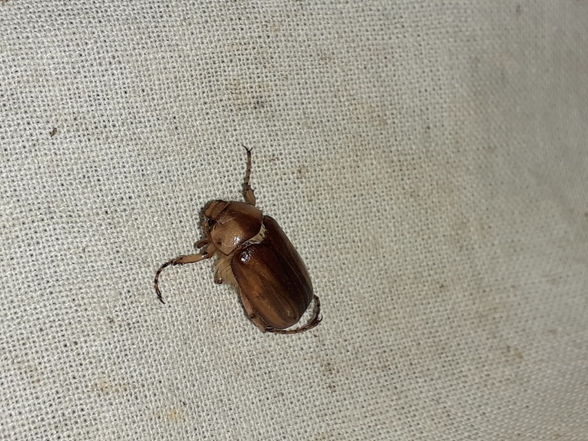 Rhizotrogus aestivus - tavaszvégi cserebogár