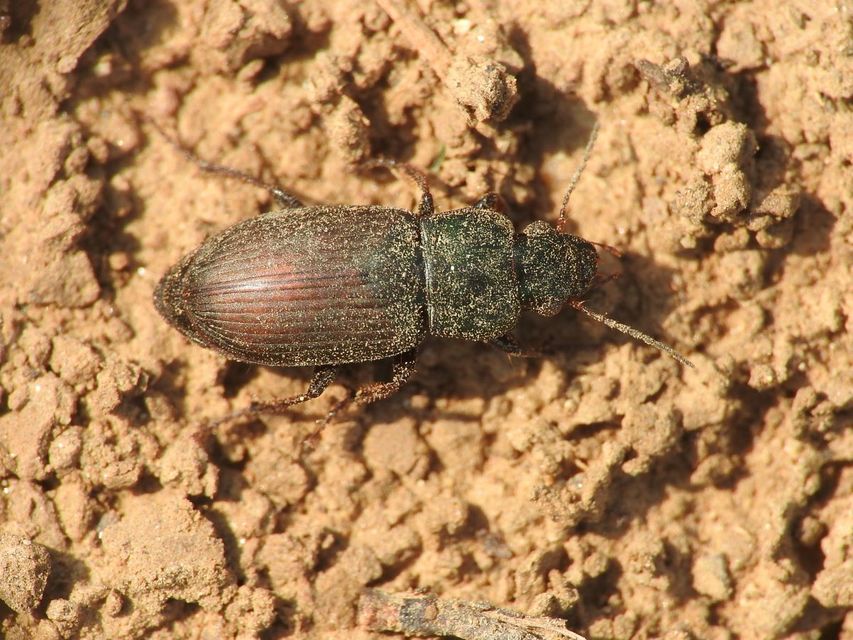 Harpalus distinguendus - mezei lomhafutó