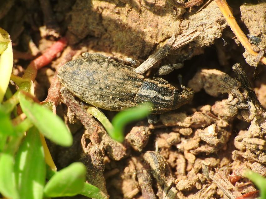 Pseudocleonus cinereus - hamvas barkó