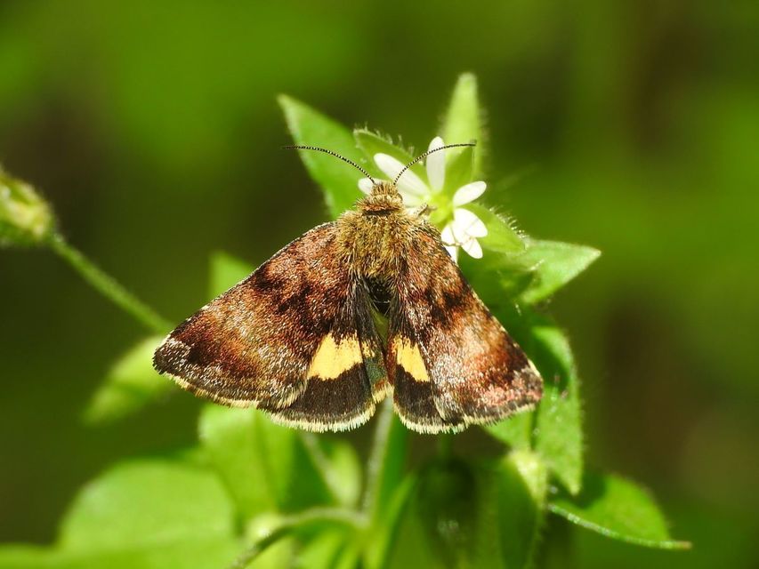 Panemeria tenebrata - apró sárgabagoly