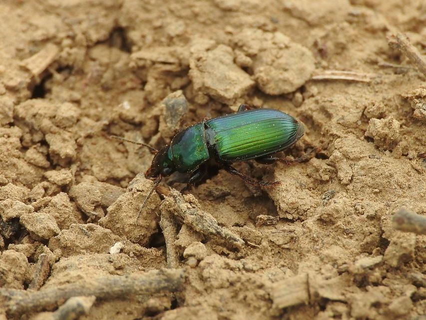Harpalus distinguendus - mezei lomhafutó