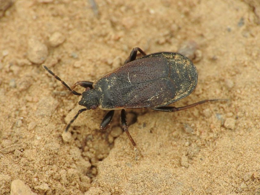 Pyrrhocoris marginatus - szegélyes bodobács