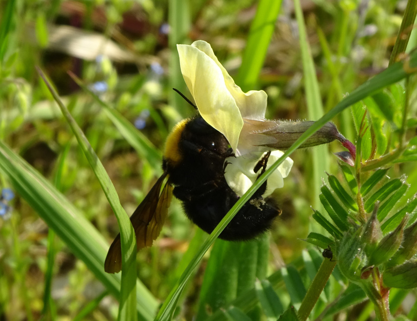 Bombus argillaceus - délvidéki poszméh