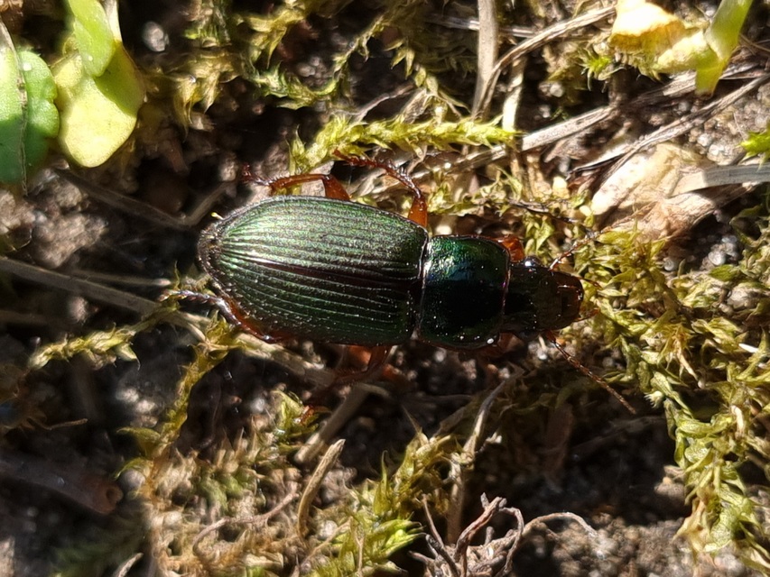 Harpalus affinis - szőrösszárnyú lomhafutó