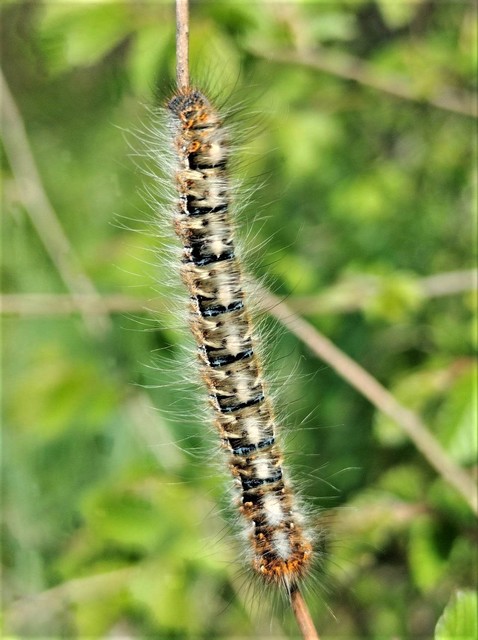 Lasiocampa quercus - tölgyfaszövő