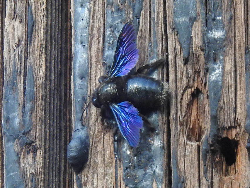 Xylocopa