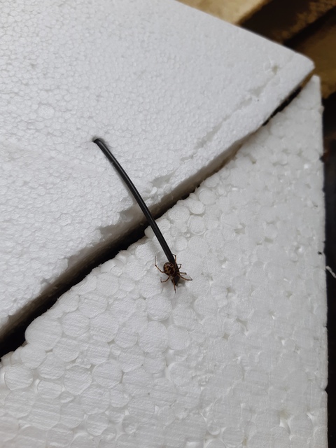 Steatoda triangulosa - háromszöges faggyúpók