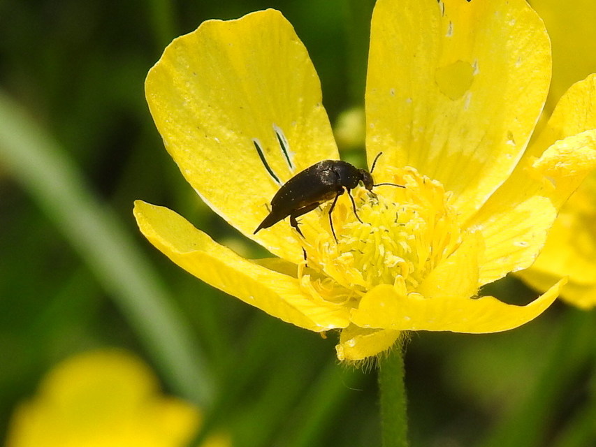 Mordellidae - marókafélék