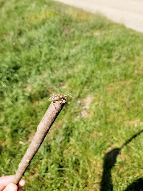 Rhagium sycophanta - tölgyes-tövisescincér