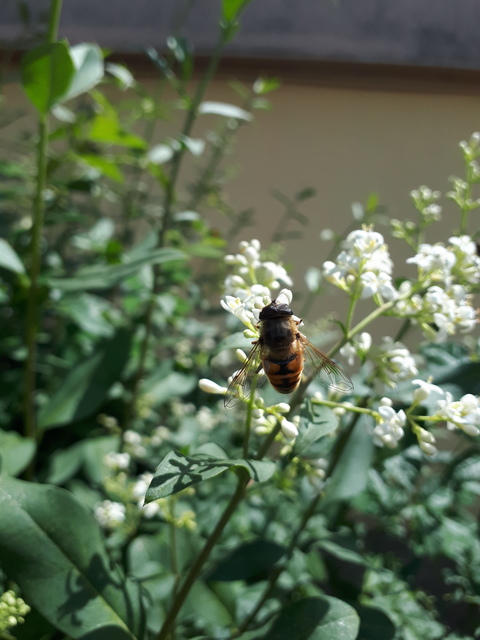 Eristalis tenax - közönséges herelégy