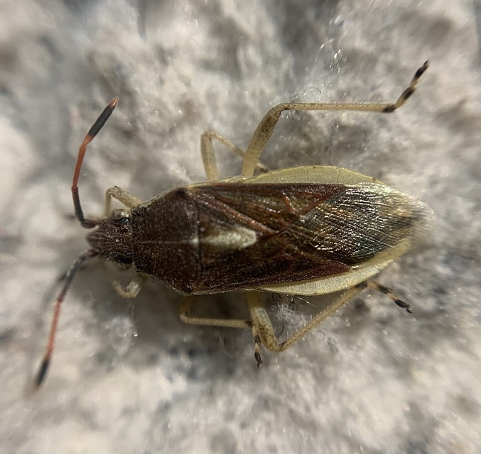 Maccevethus