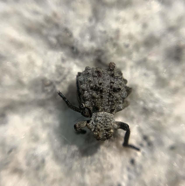 Herpes porcellus - bütyköshátú ormányos