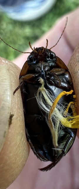 Hydaticus seminiger - fekete mocsáricsíkbogár