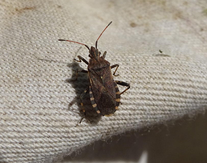 Ceraleptus gracilicornis - tüskéslábú karimáspoloska