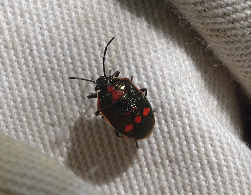 Eurydema oleracea - paréjpoloska Eurydema oleracea - paréjpoloska