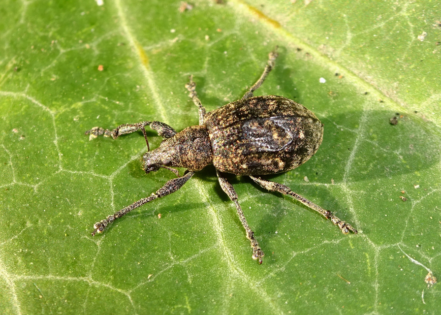 Liophloeus