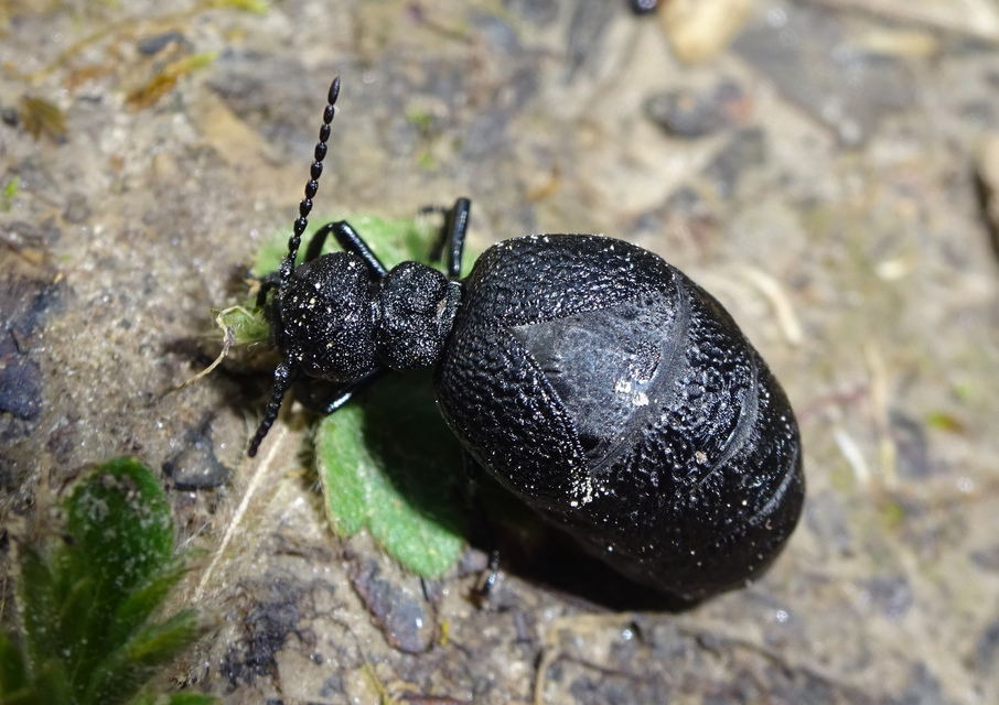Meloe rugosus - ráncos nünüke