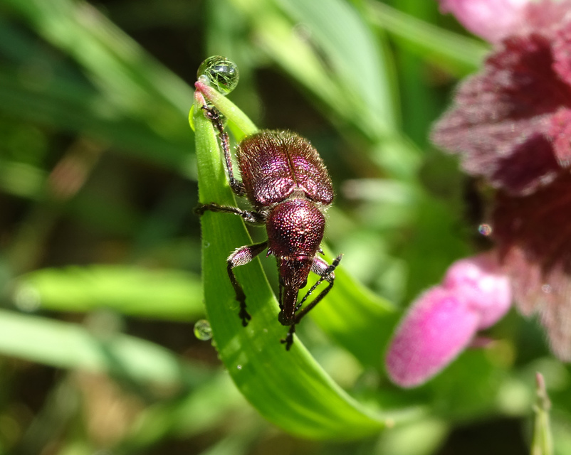 Rhynchites auratus - aranyos eszelény Rhynchites auratus - aranyos eszelény