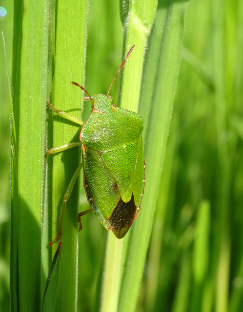 Palomena prasina - zöld bogyómászó-poloska Palomena prasina - zöld bogyómászó-poloska
