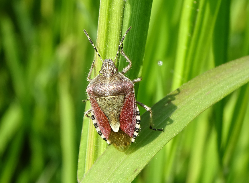 Dolycoris baccarum - közönséges bogyómászó-poloska Dolycoris baccarum - közönséges bogyómászó-poloska