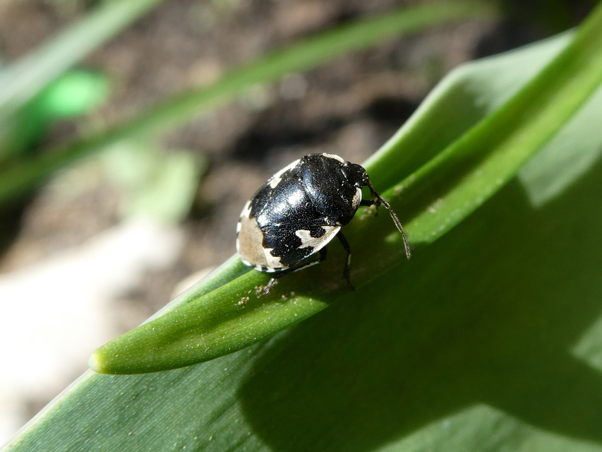 Tritomegas bicolor - foltos földipoloska
