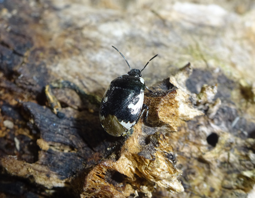 Tritomegas bicolor - foltos földipoloska