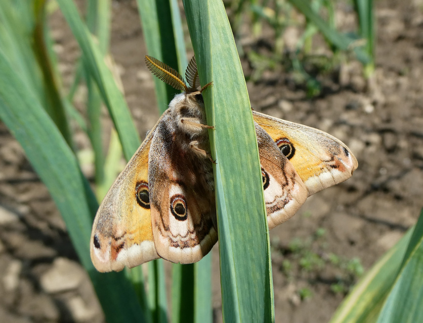 Saturnia pavoniella/pavonia