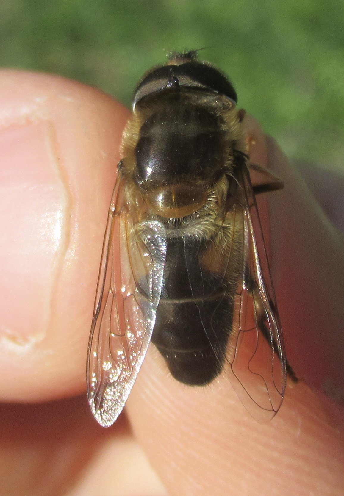 Eristalis pertinax - sárgalábfejű herelégy