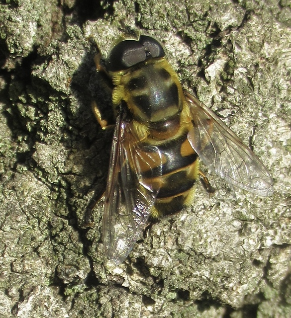 Myathropa florea - halálfejes odúlégy