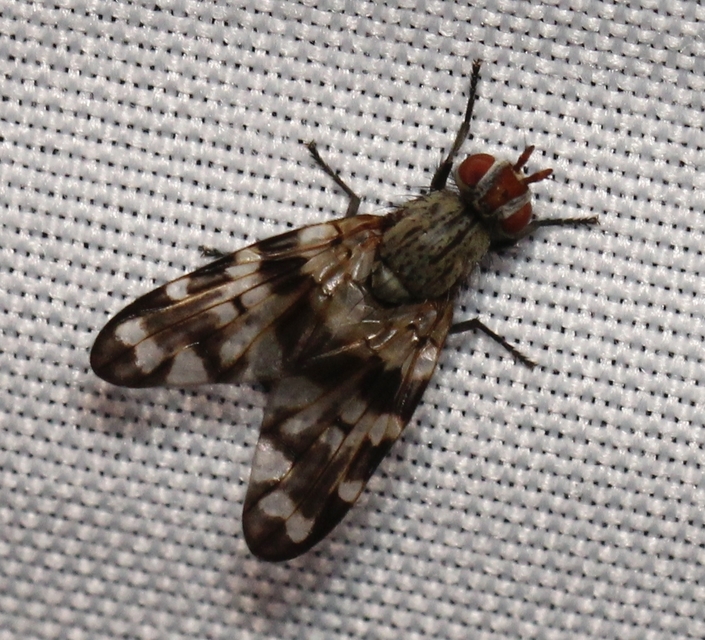 Otites centralis/guttata