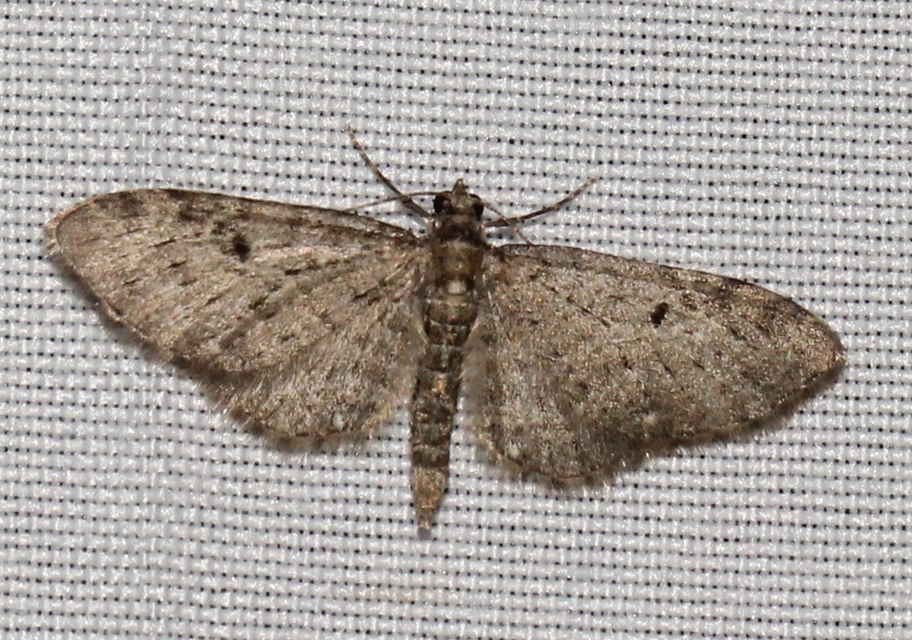 Eupithecia virgaureata - aranyvessző-törpearaszoló
