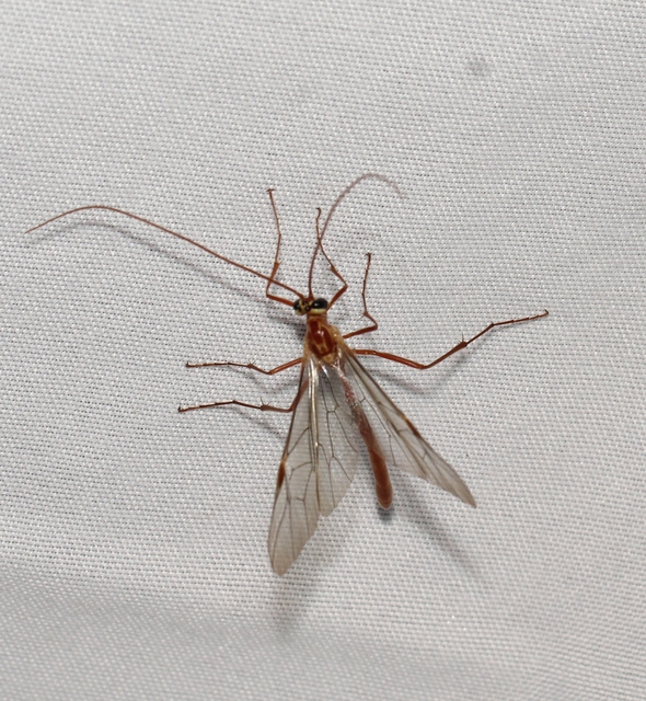 Ophion obscuratus