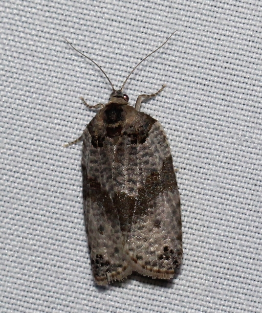 Pseudeulia asinana - korai sodrómoly