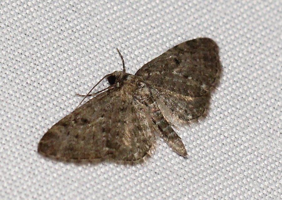 Eupithecia virgaureata - aranyvessző-törpearaszoló