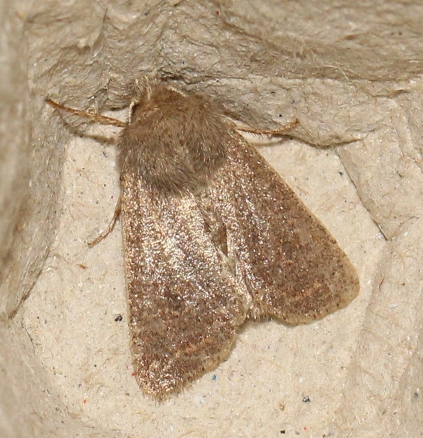 Dioszeghyana schmidtii - magyar barkabagoly