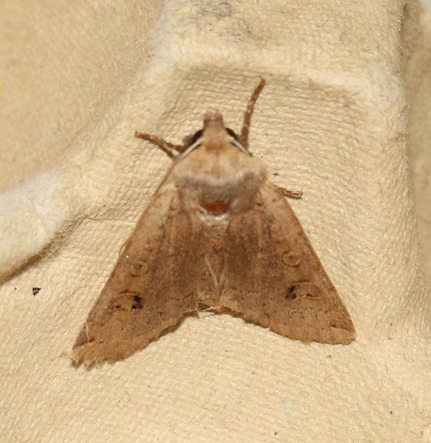 Conistra erythrocephala - vörösfejű őszibagoly