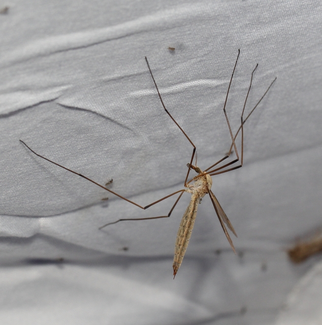 Tipula