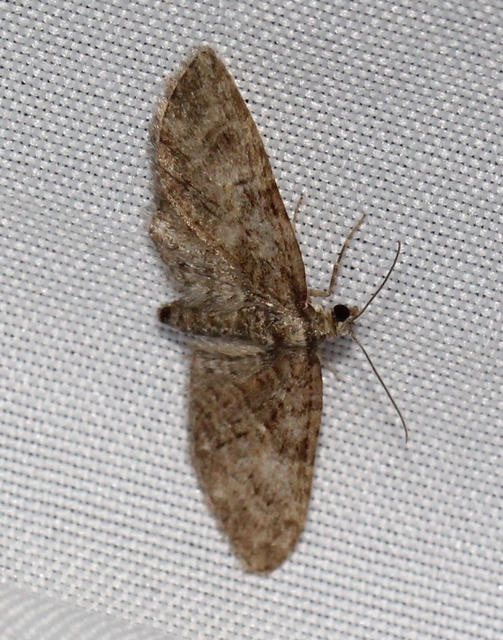 Eupithecia abbreviata - korai törpearaszoló
