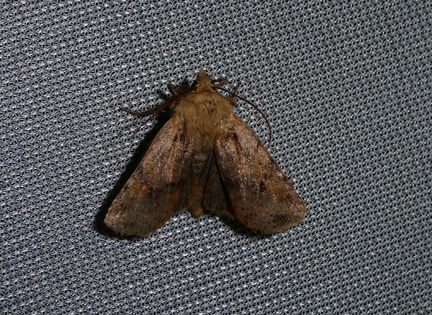 Conistra rubiginea - vörös őszibagoly
