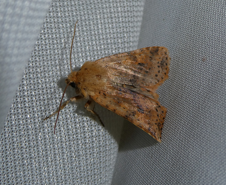 Conistra rubiginea - vörös őszibagoly