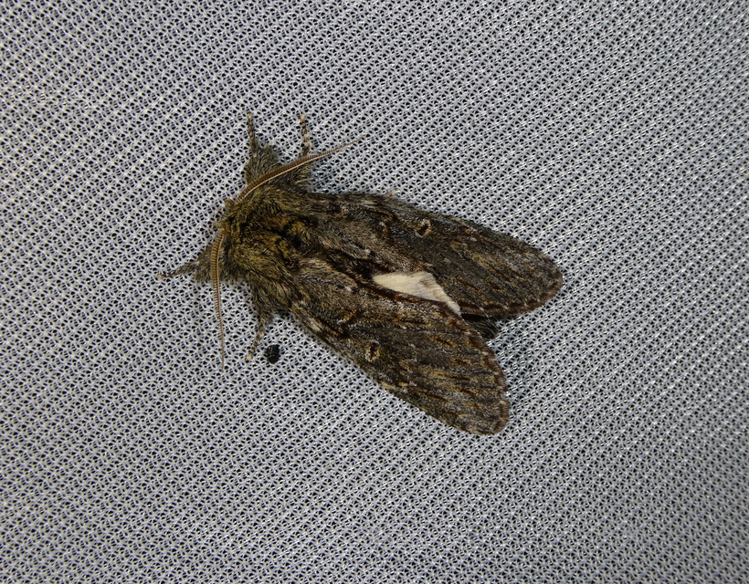 Peridea anceps - füstös púposszövő