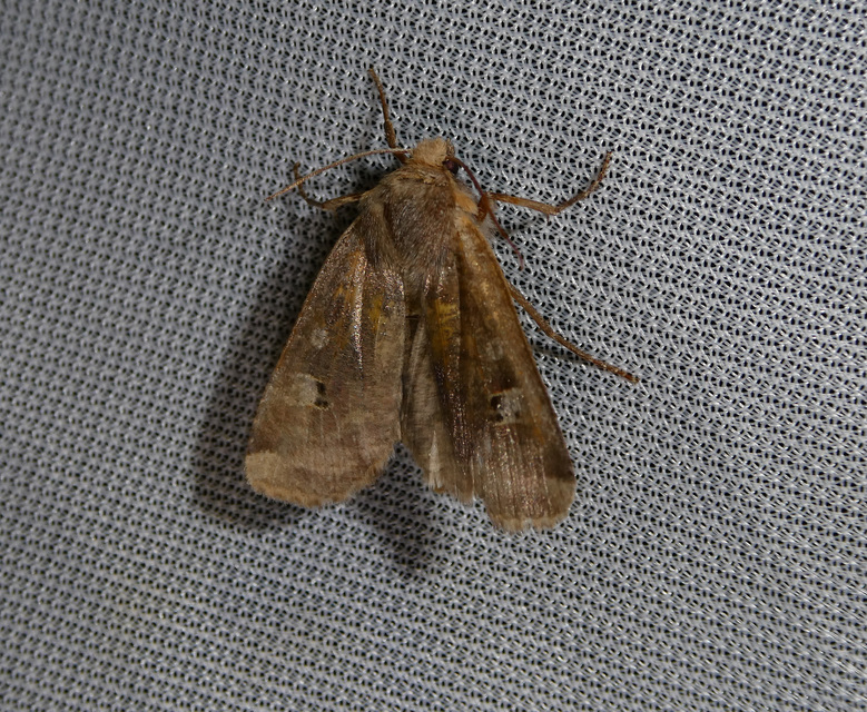 Conistra erythrocephala - vörösfejű őszibagoly