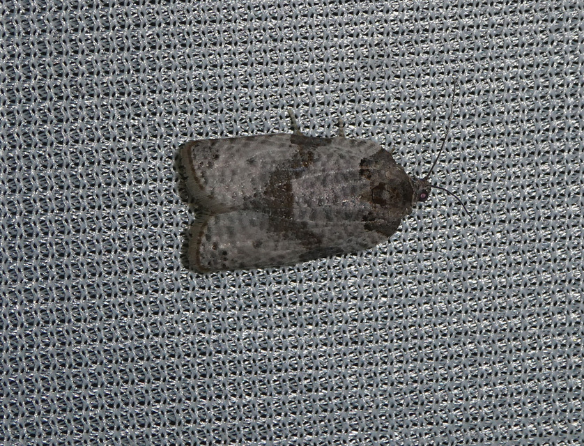 Pseudeulia asinana - korai sodrómoly