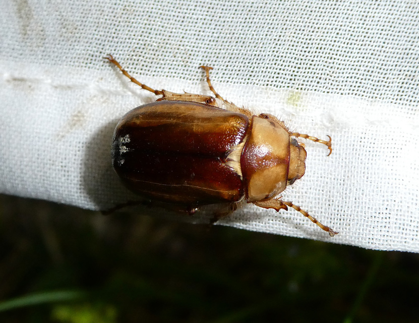 Rhizotrogus aestivus - tavaszvégi cserebogár
