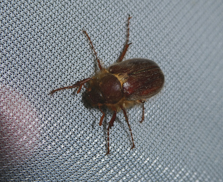 Holochelus vernus - tavaszi cserebogár