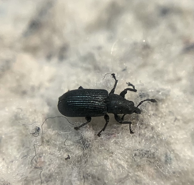 Magdalis nitidipennis - tömpeorrú magdolnaormányos