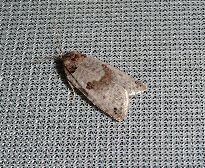 Pseudeulia asinana - korai sodrómoly