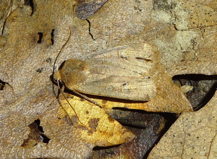 Conistra erythrocephala - vörösfejű őszibagoly
