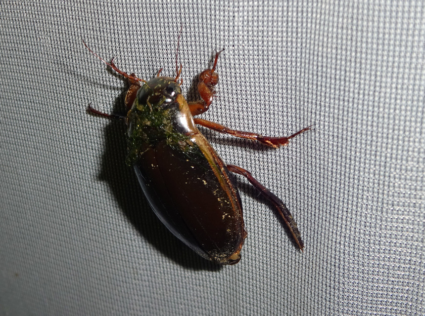 Dytiscus