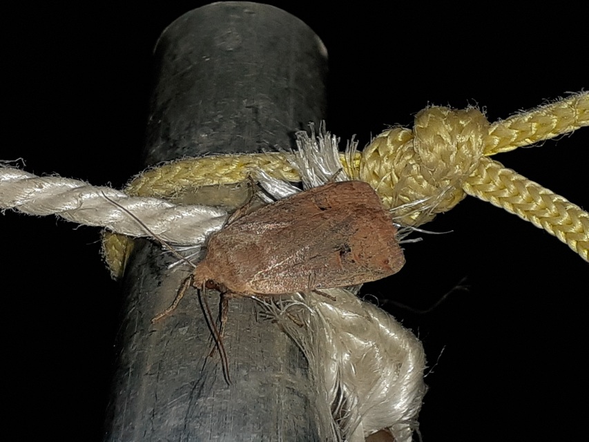 Conistra erythrocephala - vörösfejű őszibagoly